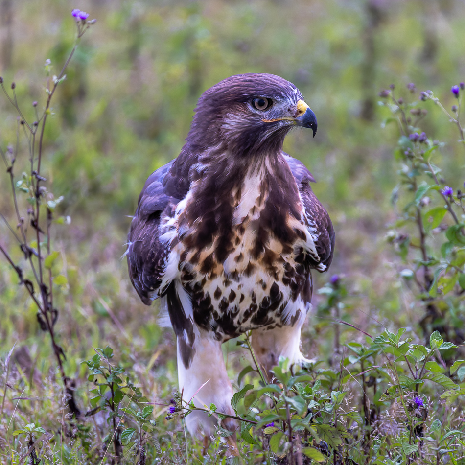 20240401 Serengetti Z8 4231 NEF DxO XD2 2.