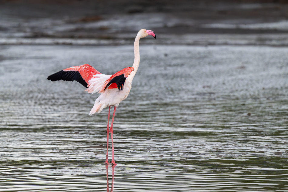 20240401 Serengetti Z9 0173 NEF DxO XD2 2 2.