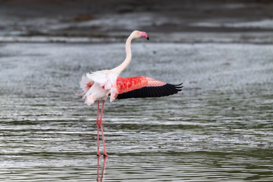 20240401 Serengetti Z9 0175 NEF DxO XD2 2 2.