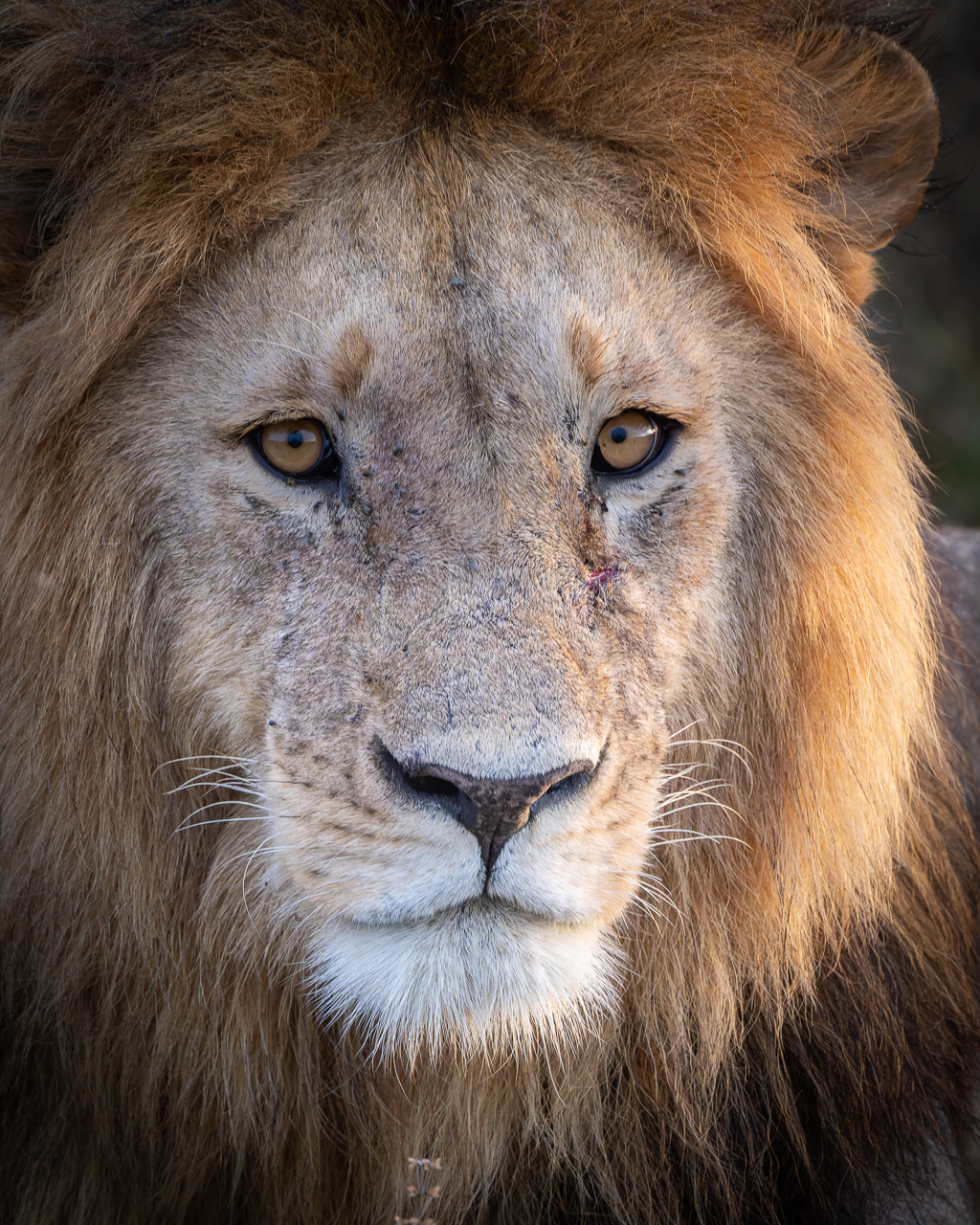 20240401 Serengetti Z9 4183 NEF DxO XD2.