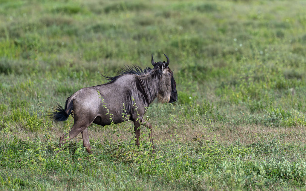 20240401 Serengetti Z9 4659 NEF DxO XD2.