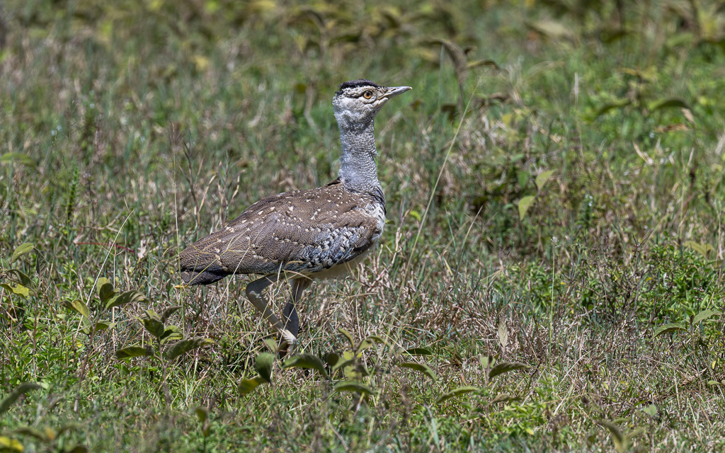 20240401 Serengetti Z9 4949 NEF DxO XD2.