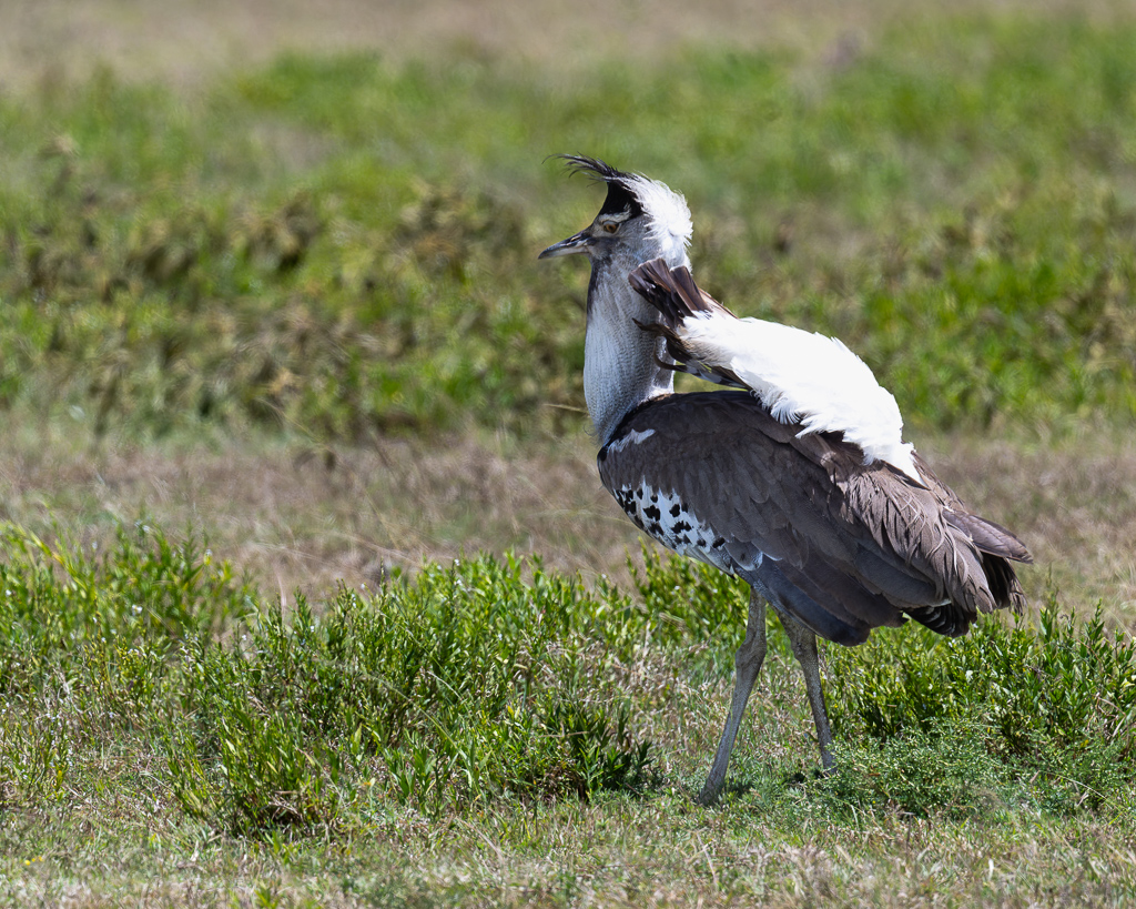 20240401 Serengetti Z9 5115 NEF DxO XD2.