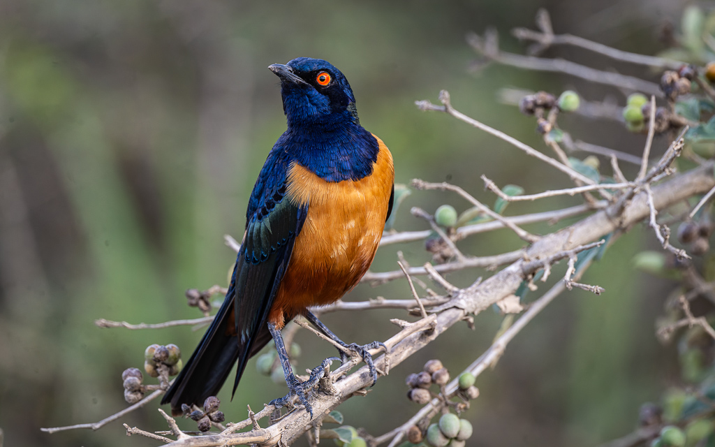 20240401 Serengetti Z9 5219 NEF DxO XD2.