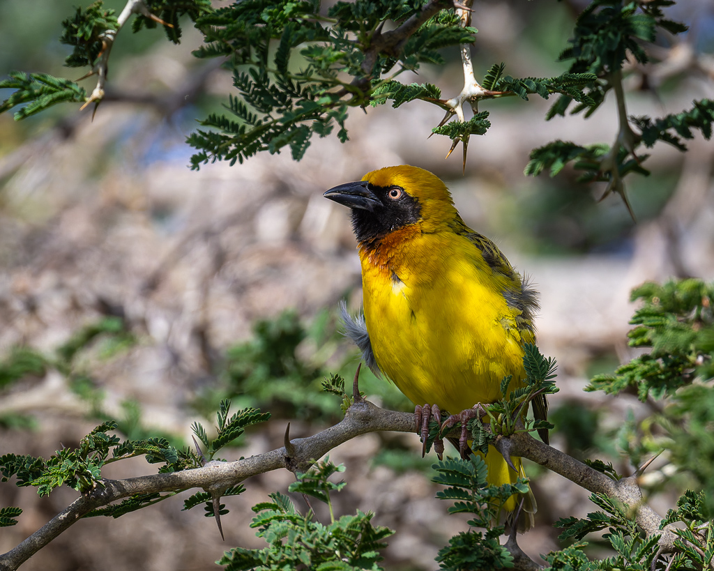 20240401 Serengetti Z9 5289 NEF DxO XD2.