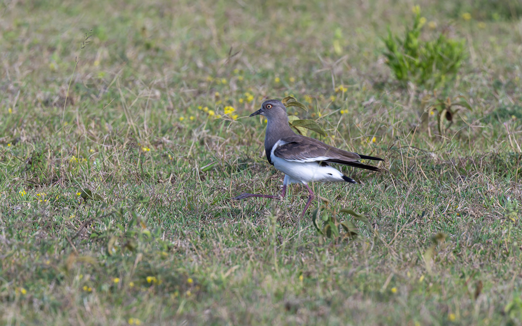 20240401 Serengetti Z9 5375 NEF DxO XD2.