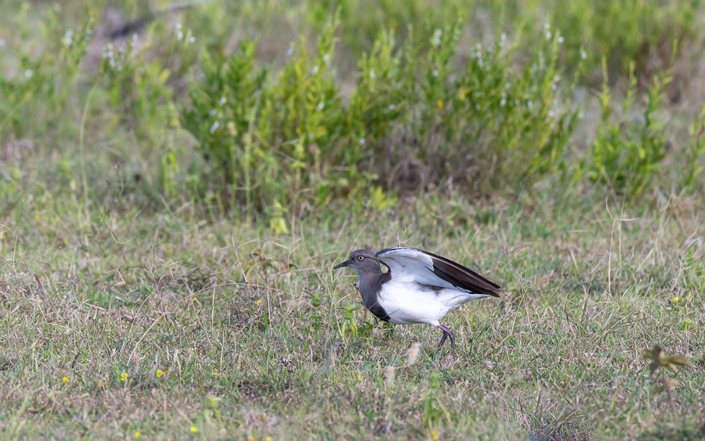 20240401 Serengetti Z9 5384 NEF DxO XD2.