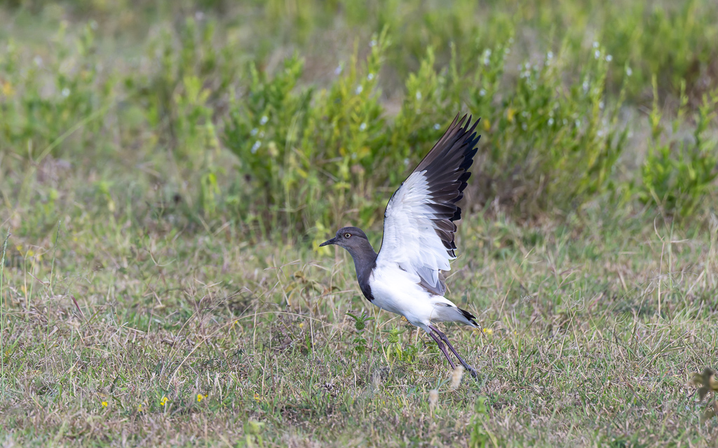 20240401 Serengetti Z9 5385 NEF DxO XD2.