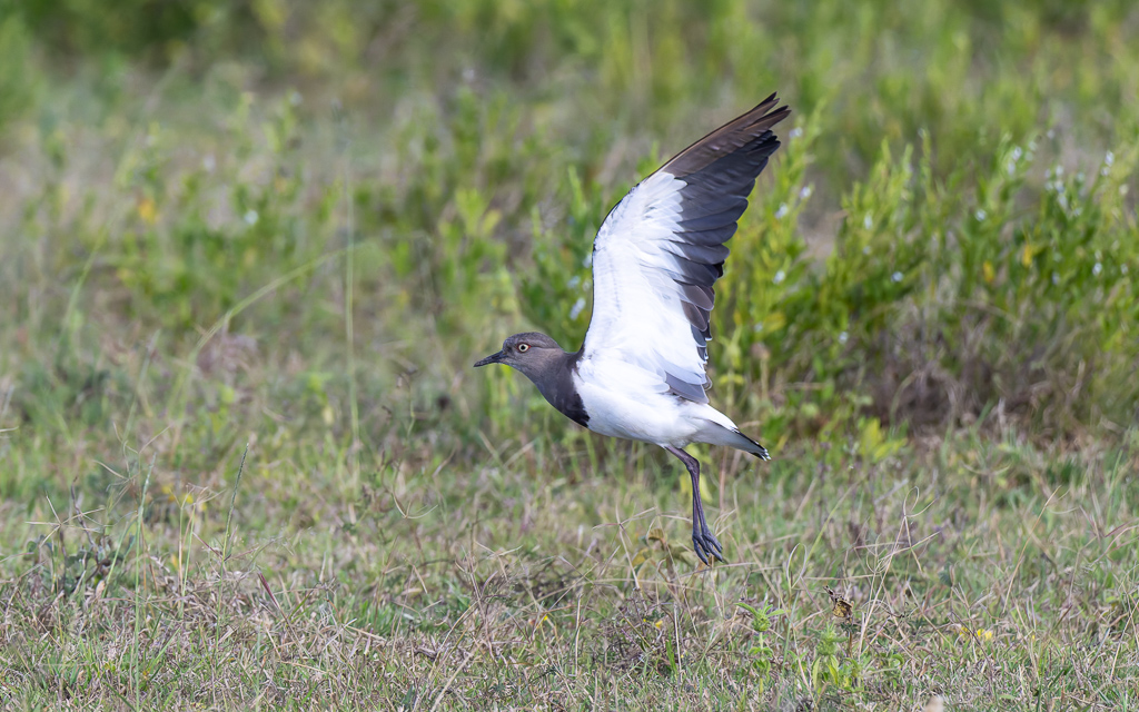 20240401 Serengetti Z9 5387 NEF DxO XD2.