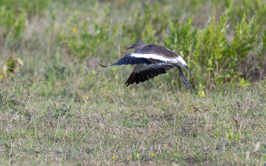 20240401 Serengetti Z9 5388 NEF DxO XD2.