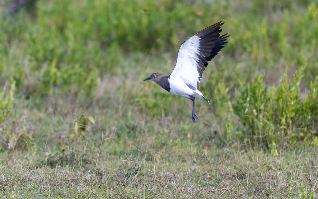 20240401 Serengetti Z9 5390 NEF DxO XD2.