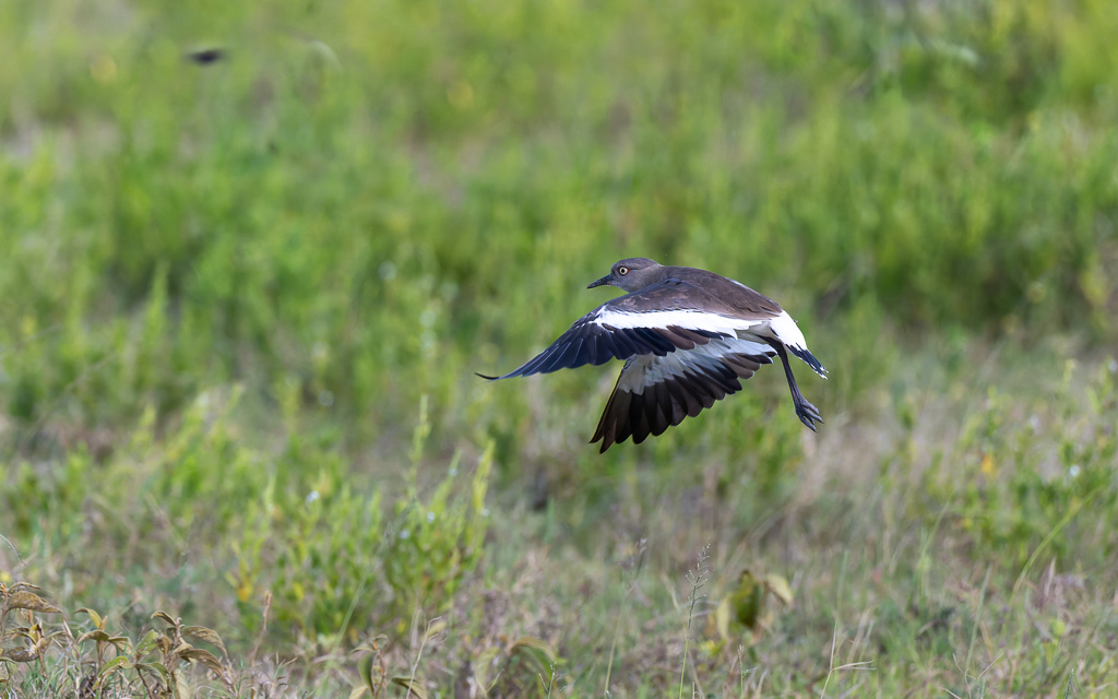 20240401 Serengetti Z9 5394 NEF DxO XD2.