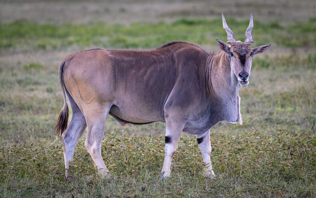 20240401 Serengetti Z9 5538 NEF DxO XD2.