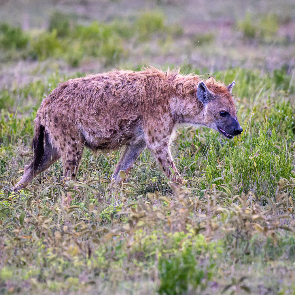 20240401 Serengetti Z9 5583 NEF DxO XD2.