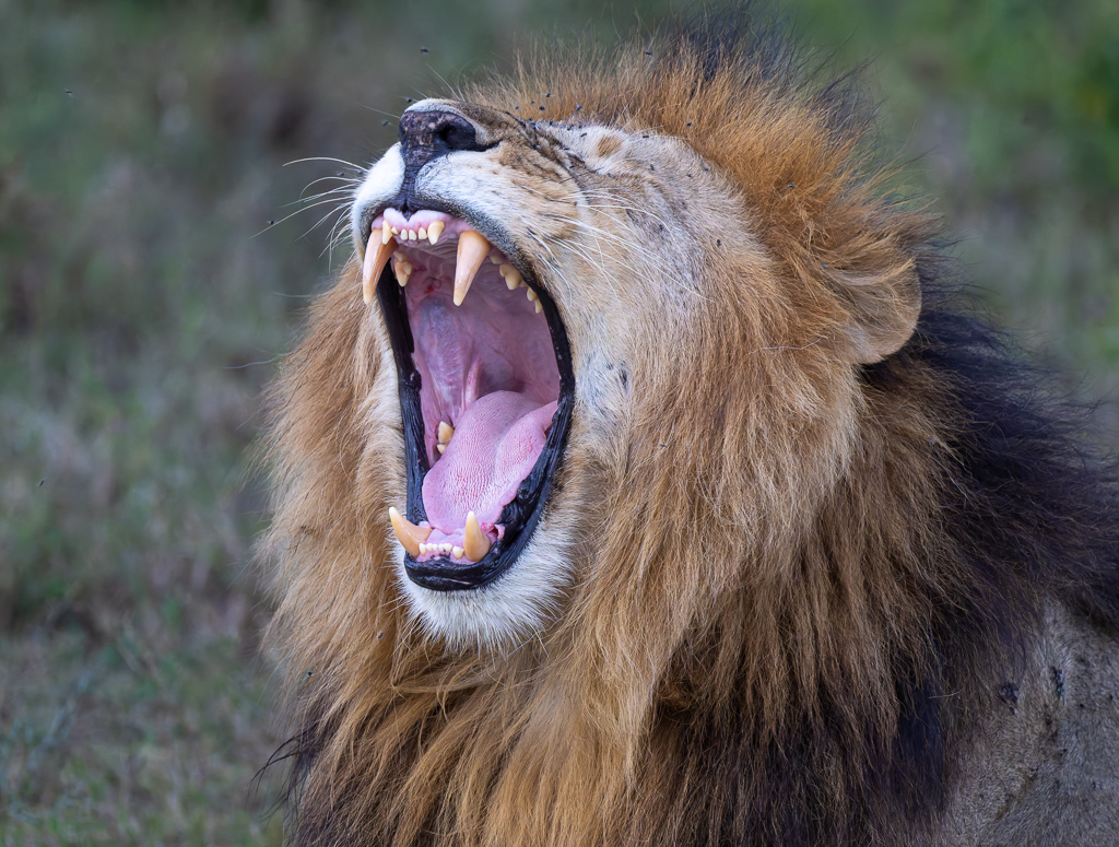 20240401 Serengetti Z9 5807 NEF DxO XD2.