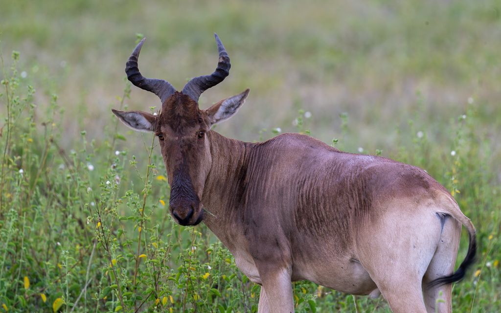 20240401 Serengetti Z9 5914 NEF DxO XD2.