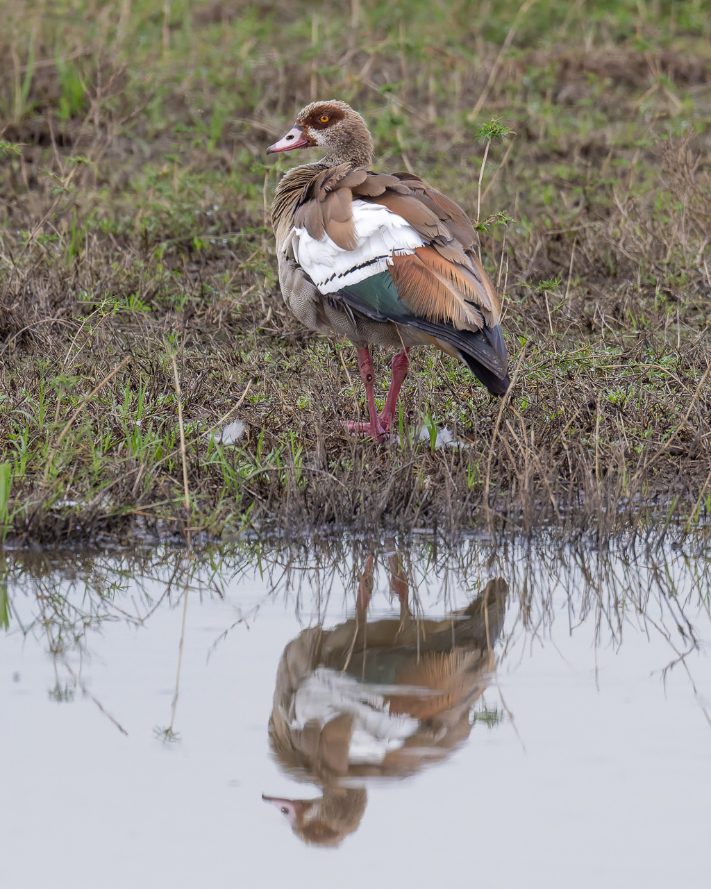 20240401 Serengetti Z9 6230 NEF DxO XD2.