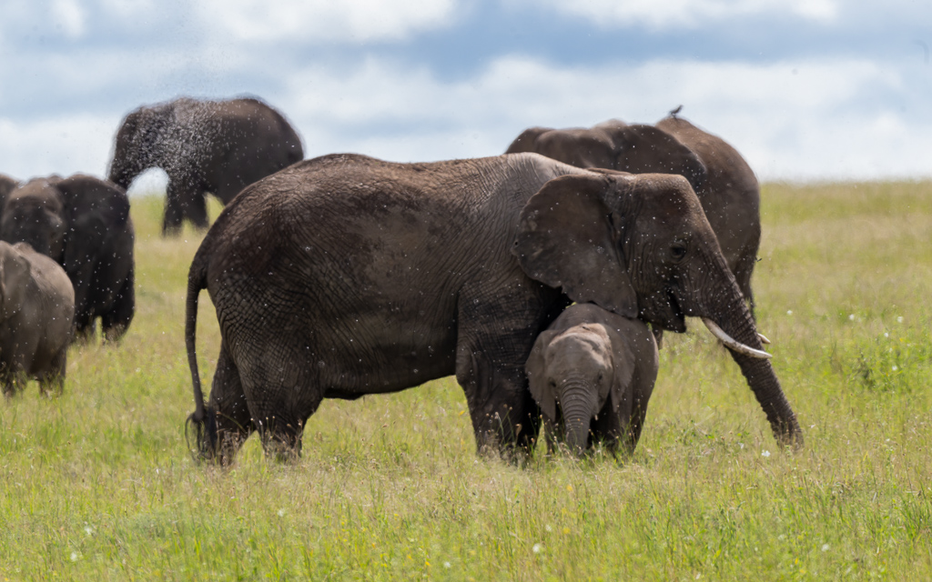 20240401 Serengetti Z9 6318 NEF DxO XD2.