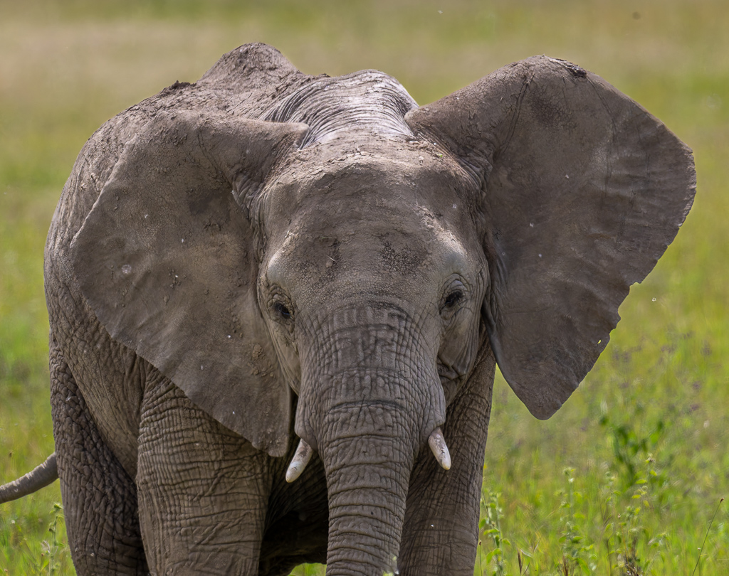 20240401 Serengetti Z9 6464 NEF DxO XD2.