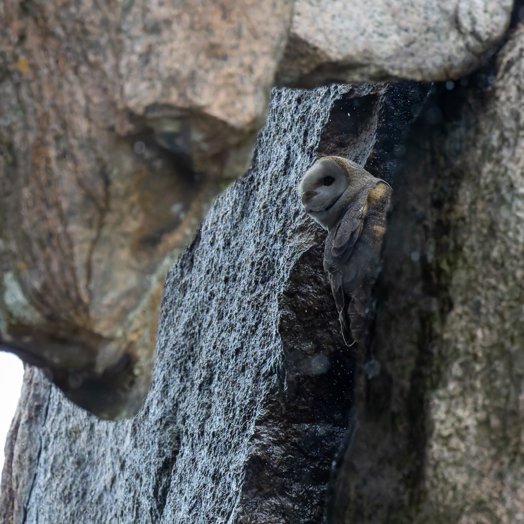 20240401 Serengetti Z9 6547 NEF DxO XD2.