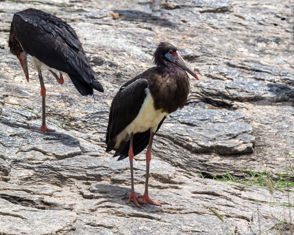 20240401 Serengetti Z9 7158 NEF DxO XD2.