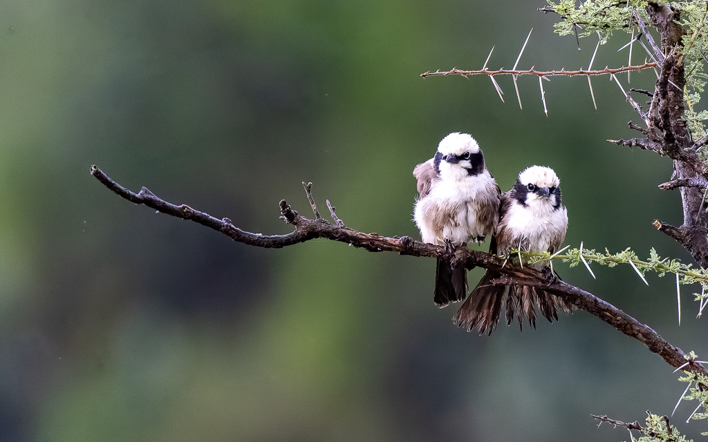 20240401 Serengetti Z9 7343 NEF DxO XD2.