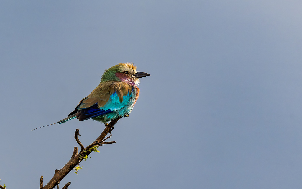 20240401 Serengetti Z9 7408 NEF DxO XD2.