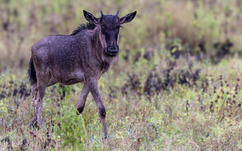 20240401 Serengetti Z9 7635 NEF DxO XD2.