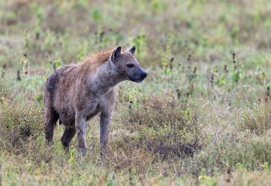 20240401 Serengetti Z9 7692 NEF DxO XD2.