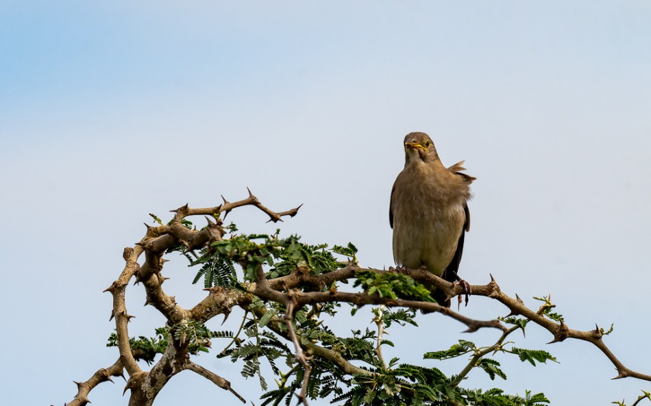 20240401 Serengetti Z9 8891 NEF DxO XD2.