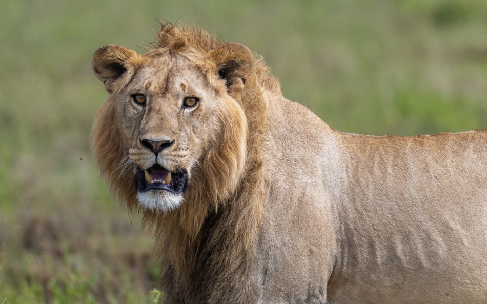 20240401 Serengetti Z9 8917 NEF DxO XD2.