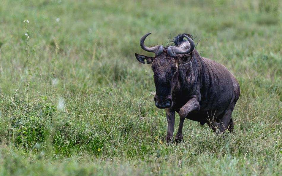 20240401 Serengetti Z9 9305 NEF DxO XD2 2.