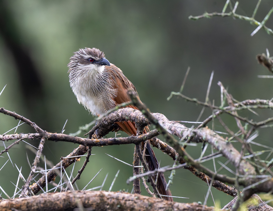 20240401 Serengetti Z9 9389 NEF DxO XD2 2.