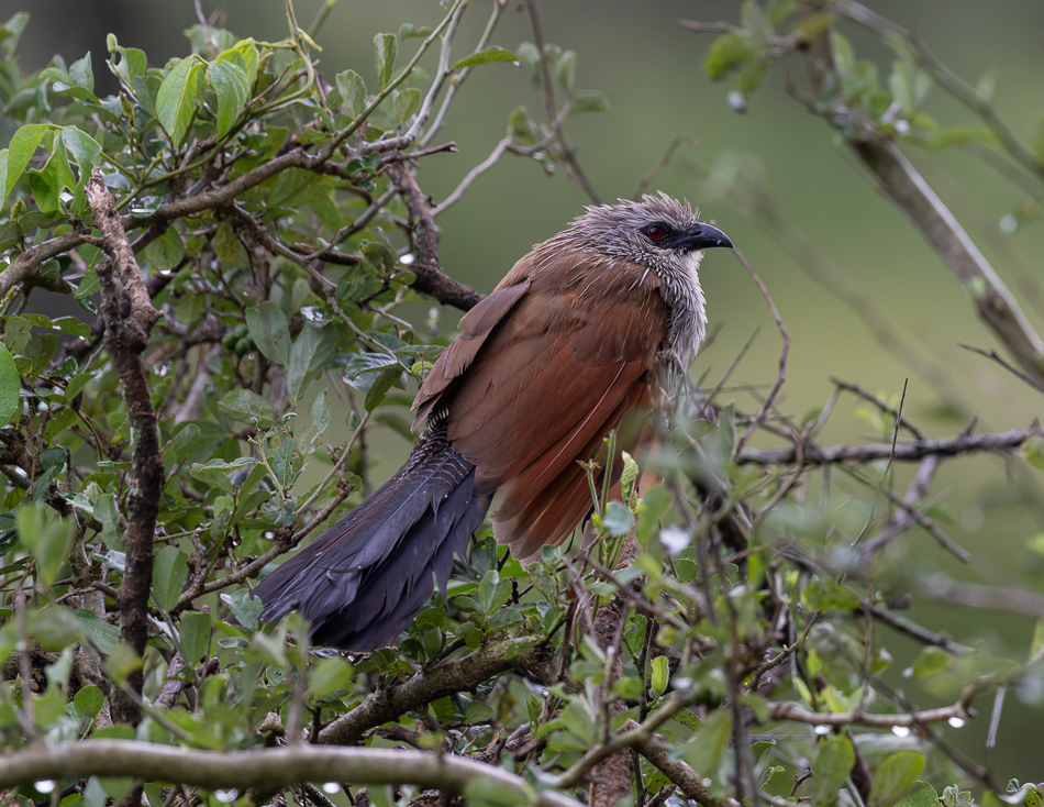 20240401 Serengetti Z9 9461 NEF DxO XD2 2.