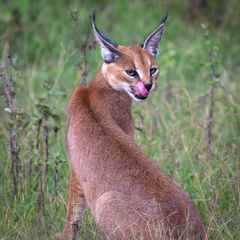 20240401 Serengetti Z9 9550 NEF DxO XD2.