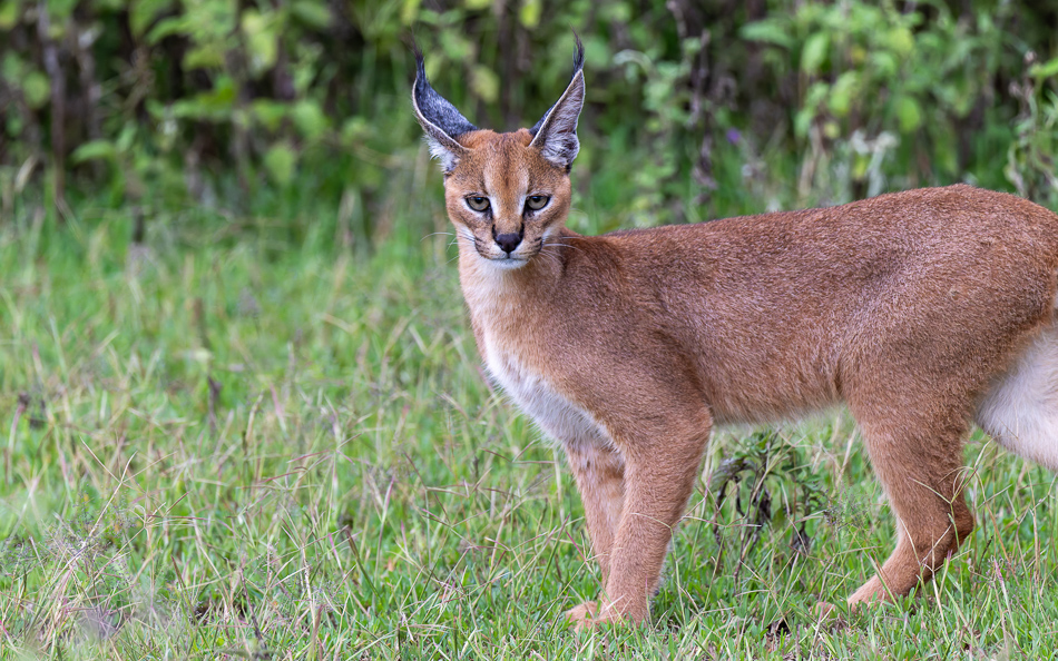 20240401 Serengetti Z9 9589 NEF DxO XD2 2.