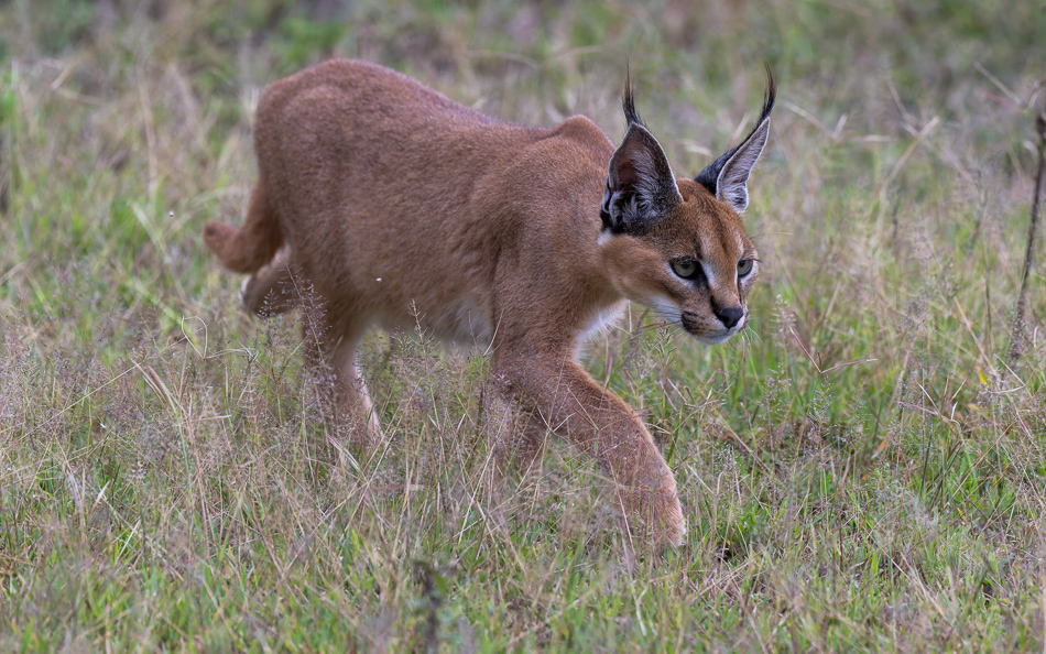 20240401 Serengetti Z9 9710 NEF DxO XD2 2.