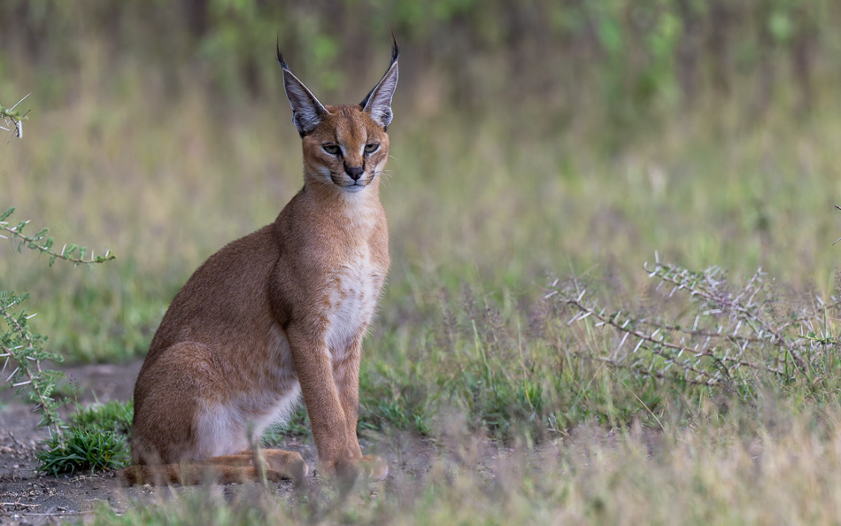 20240401 Serengetti Z9 9992 NEF DxO XD2 2.