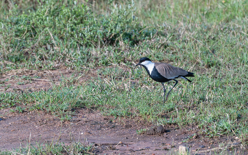 20240401 Serengetti Z8 4368 NEF DxO XD2.