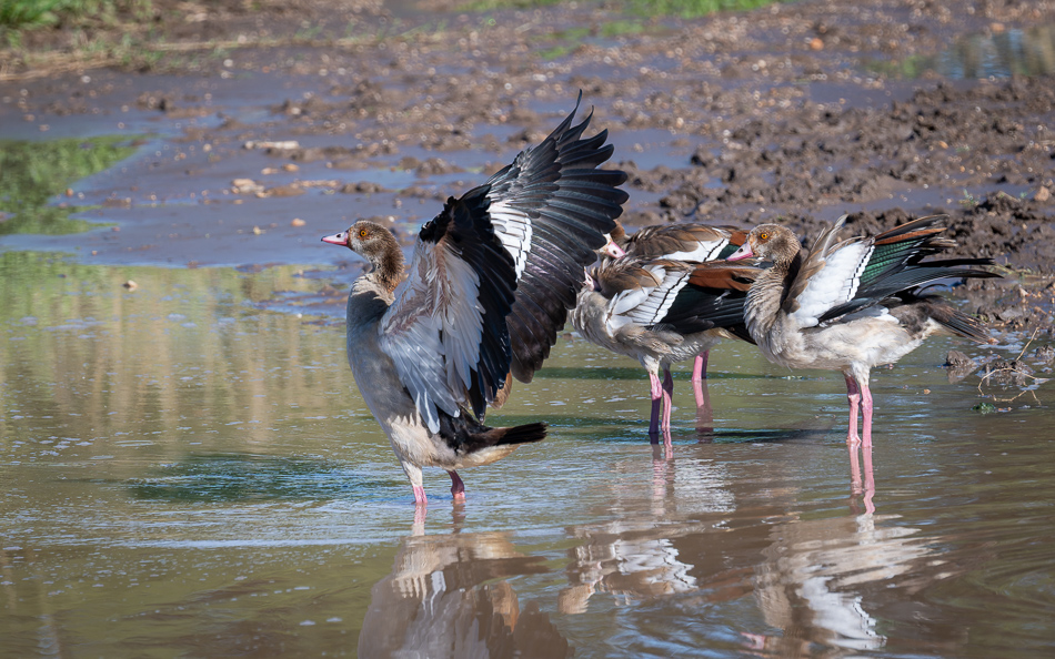 20240401 Serengetti Z8 4428 NEF DxO XD2.