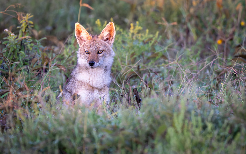 20240401 Serengetti Z9 0248 NEF DxO XD2.