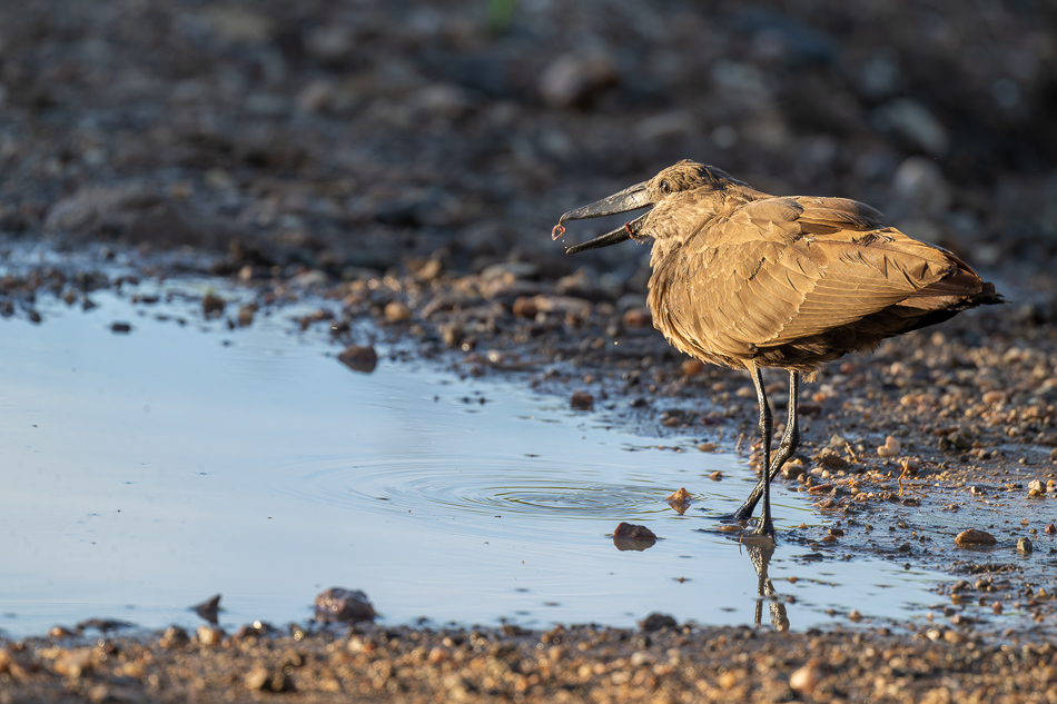 20240401 Serengetti Z9 0574 NEF DxO XD2 2.