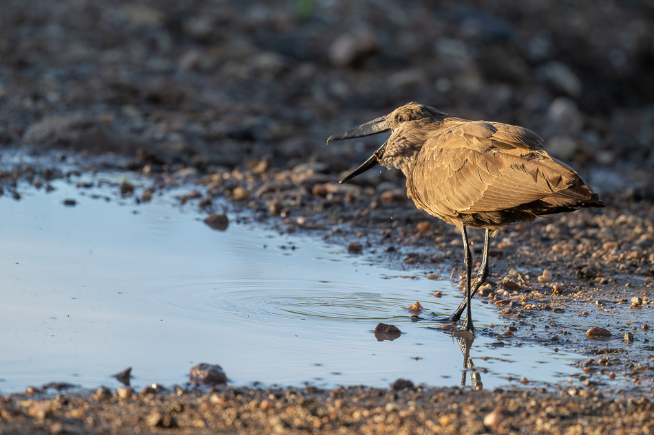 20240401 Serengetti Z9 0577 NEF DxO XD2 2.