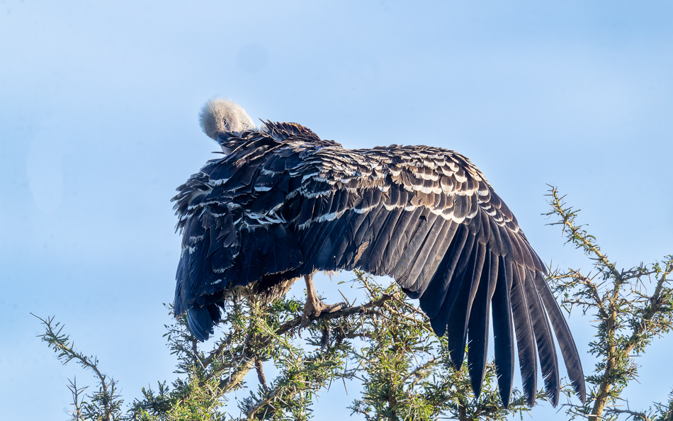 20240401 Serengetti Z9 0661 NEF DxO XD2.