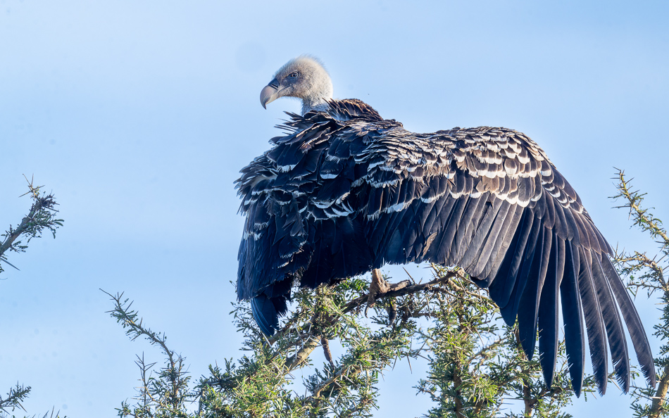 20240401 Serengetti Z9 0675 NEF DxO XD2.