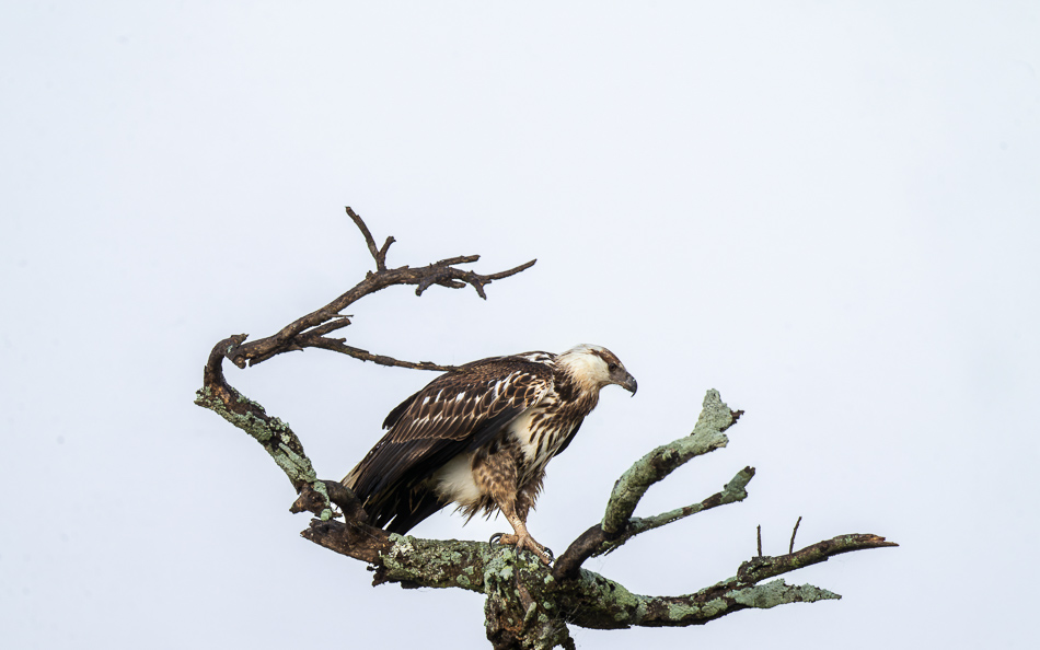 20240401 Serengetti Z9 0735 NEF DxO XD2.