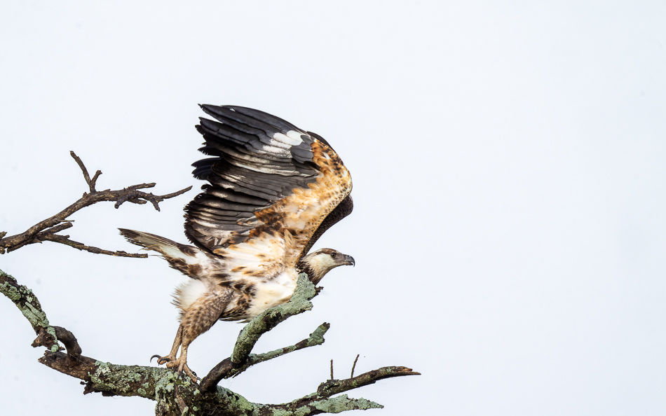 20240401 Serengetti Z9 0778 NEF DxO XD2.