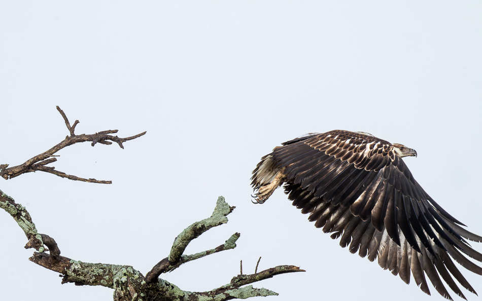 20240401 Serengetti Z9 0782 NEF DxO XD2.