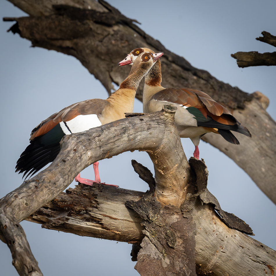 20240401 Serengetti Z9 0791 NEF DxO XD2.