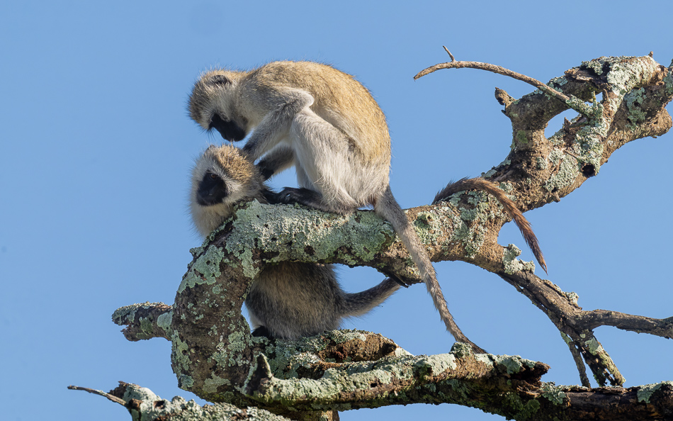 20240401 Serengetti Z9 0869 NEF DxO XD2.